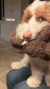 lydiavioletofficial Altpins Profile Picture