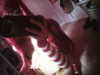 twodollie Altpins Profile Picture