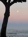 rouxroux.tv Altpins Profile Picture