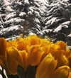 milena_milachich Altpins Profile Picture