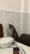 federica.piccinni Altpins Profile Picture