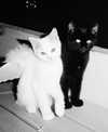 hellokittyangel666 Altpins Profile Picture