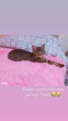 nishymoon_ Altpins Profile Picture