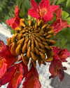 _broock_ Altpins Profile Picture