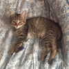 nishymoon_ Altpins Profile Picture