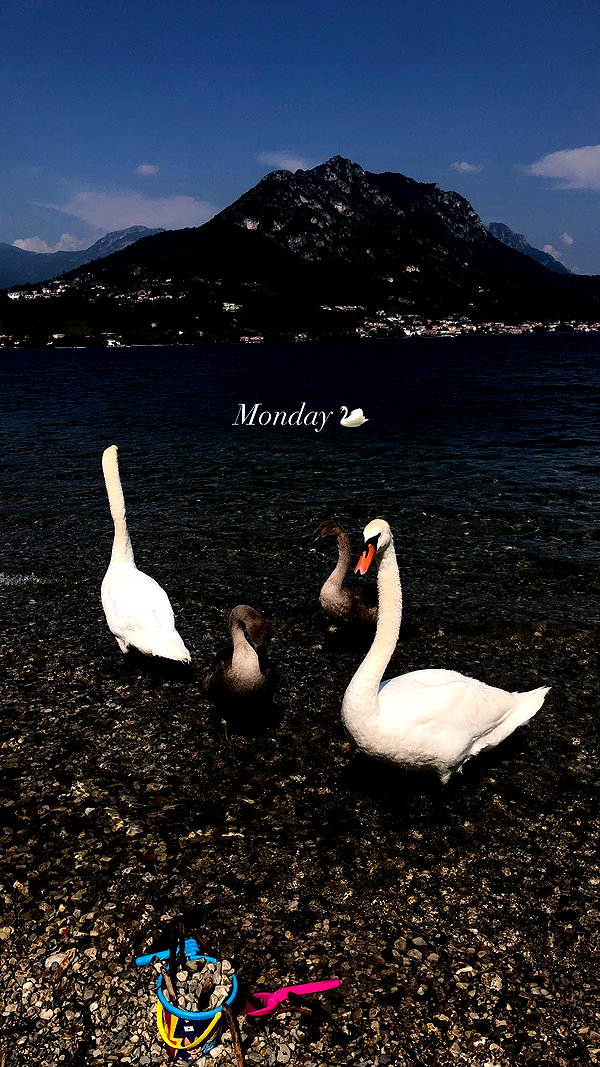 rott3nbambi instagram image archive image