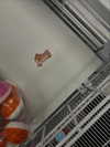 _animechika_ Altpins Profile Picture