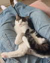 roni_ackerman Altpins Profile Picture