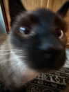 vamppyrbaby Altpins Profile Picture
