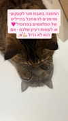 nettakatycat Altpins Profile Picture
