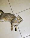 karin_orhov Altpins Profile Picture