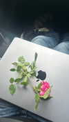 ash.onme Altpins Profile Picture
