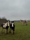 mollieruck Altpins Profile Picture