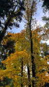 amatveyko Altpins Profile Picture