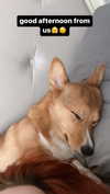 missbrisolo Altpins Profile Picture