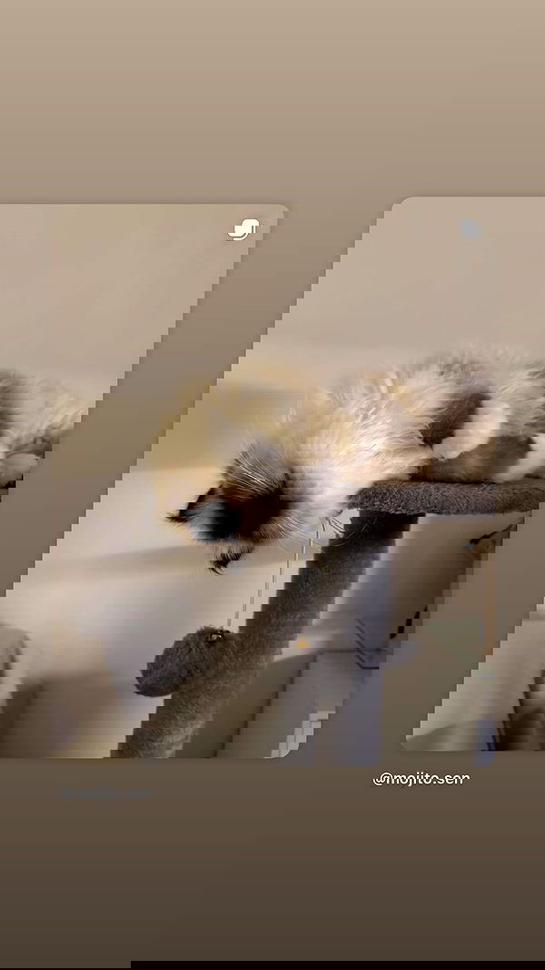 kasumi_sen image ~ Altpins