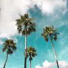 hollyjai Altpins Profile Picture