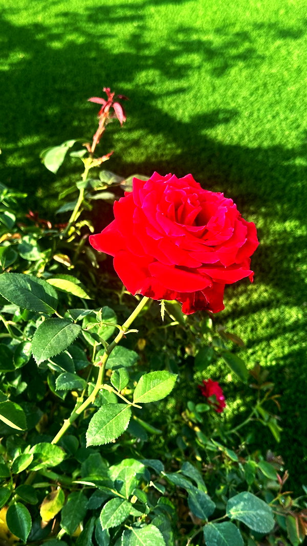 elizabethcampbelljones instagram image archive image
