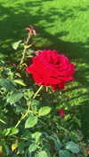 elizabethcampbelljones Altpins Profile Picture