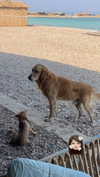 maori_cohen Altpins Profile Picture