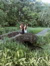 psfawn Altpins Profile Picture