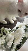 miikheeva_stasiiya Altpins Profile Picture