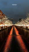 maori_cohen Altpins Profile Picture
