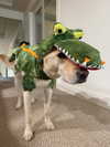 gabbyepstein Altpins Profile Picture
