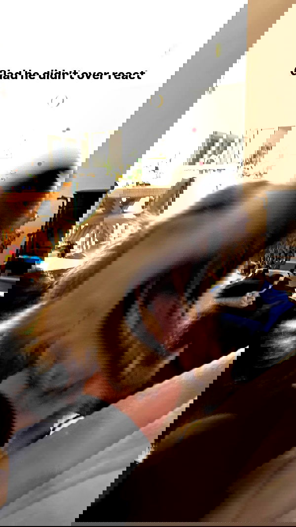 tuliprivet tuliprivet archive image