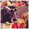 gigihadid Altpins Profile Picture