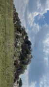 maori_cohen Altpins Profile Picture