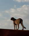caradelevingne Altpins Profile Picture