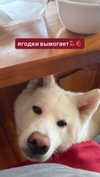 kriskaik Altpins Profile Picture