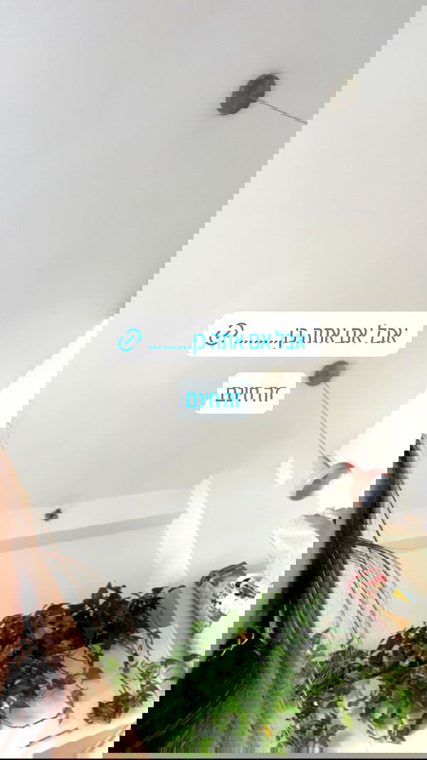 iambohema.v2 iambohema.v2 archive image