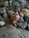 sophiecharlotth Altpins Profile Picture