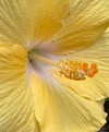 allygravemade Altpins Profile Picture