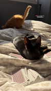 mishel_d_ Altpins Profile Picture
