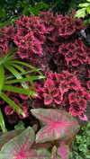 shpaakova Altpins Profile Picture
