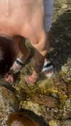 rott3nbambi Altpins Profile Picture