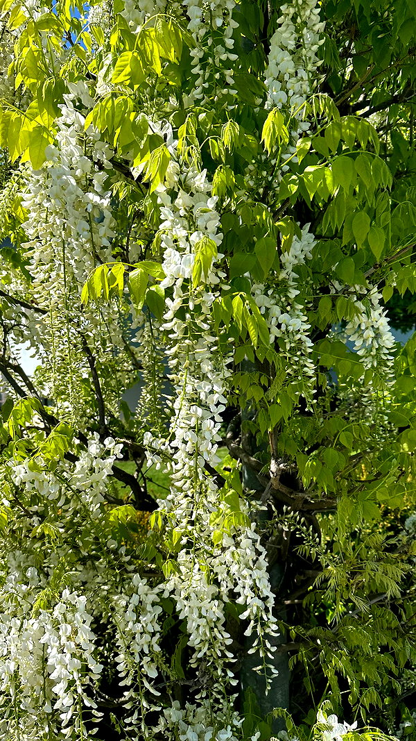 f4iryybl00d instagram image archive image