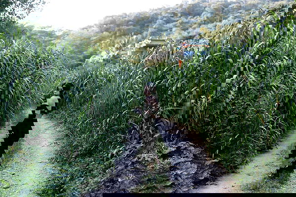 ting851204 ting851204 archive image