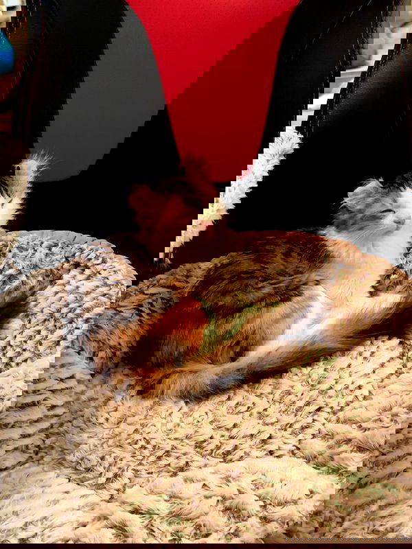 silkton image ~ Altpins