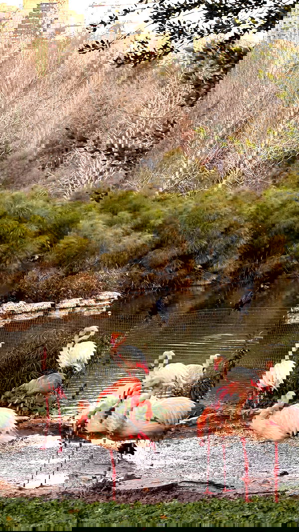 strawberryshanz strawberryshanz archive image