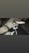 moonyyyya Altpins Profile Picture