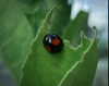petite.carrot Altpins Profile Picture