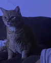 leanbeefpatty Altpins Profile Picture