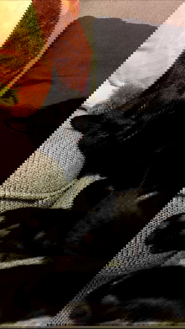 suikomuu suikomuu archive image