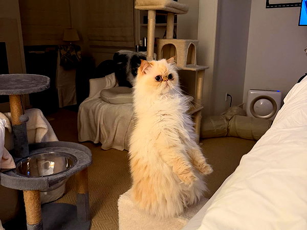 caradelevingne instagram image archive image