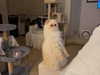 caradelevingne Altpins Profile Picture