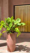dekota_thompson Altpins Profile Picture